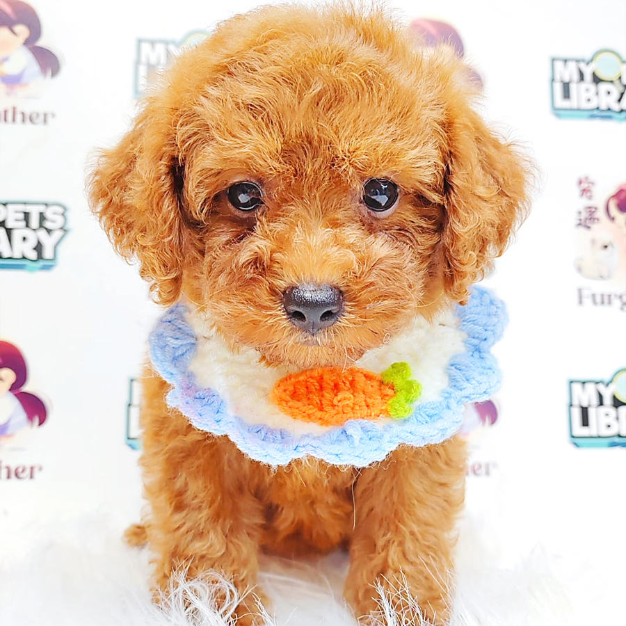 Poodle Puppy (Male) For Sale