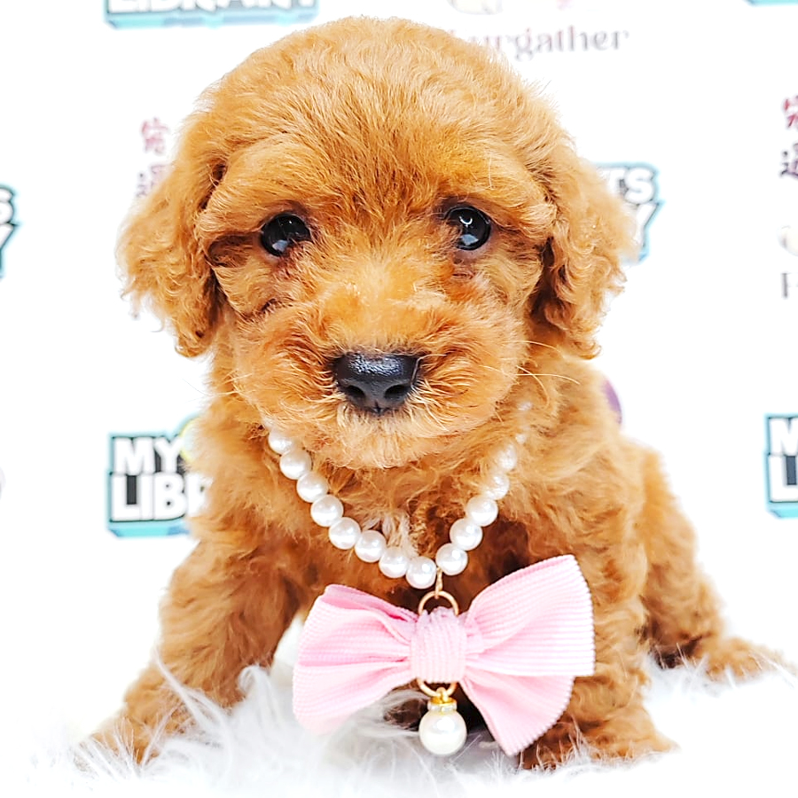 Poodle Puppy (Male) For Sale