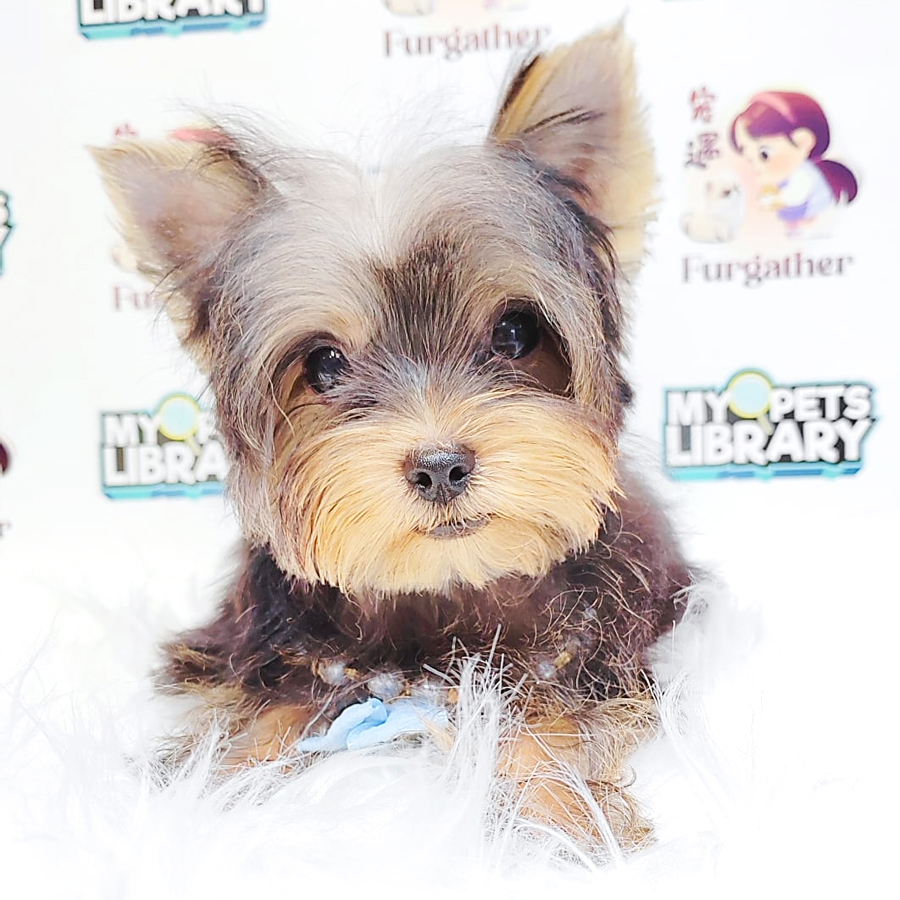 Yorkshire Terrier Puppy (Male) For Sale