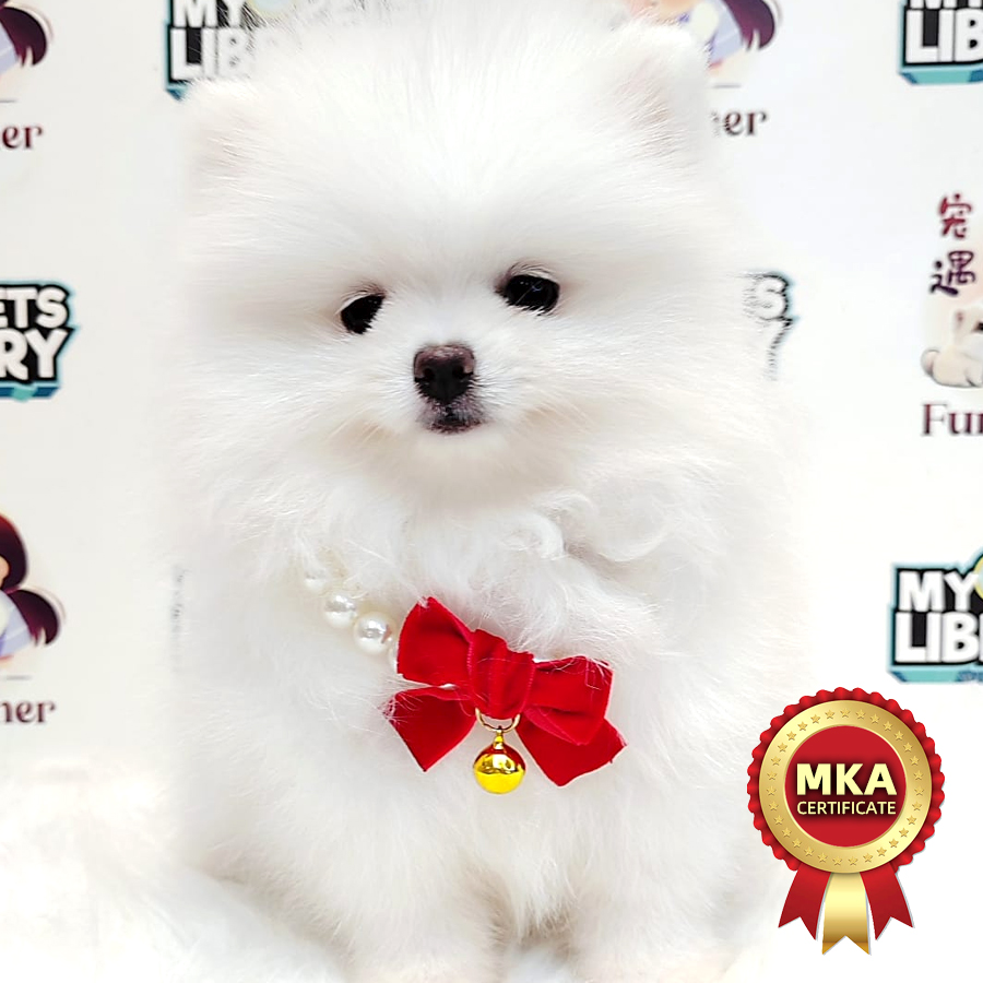 MKA Tiny Pomeranian Puppy (Male) For Sale