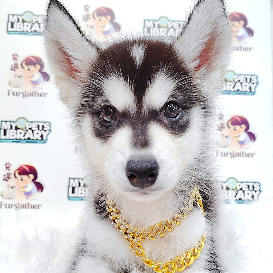 Pomsky Puppy (Female) For Sale