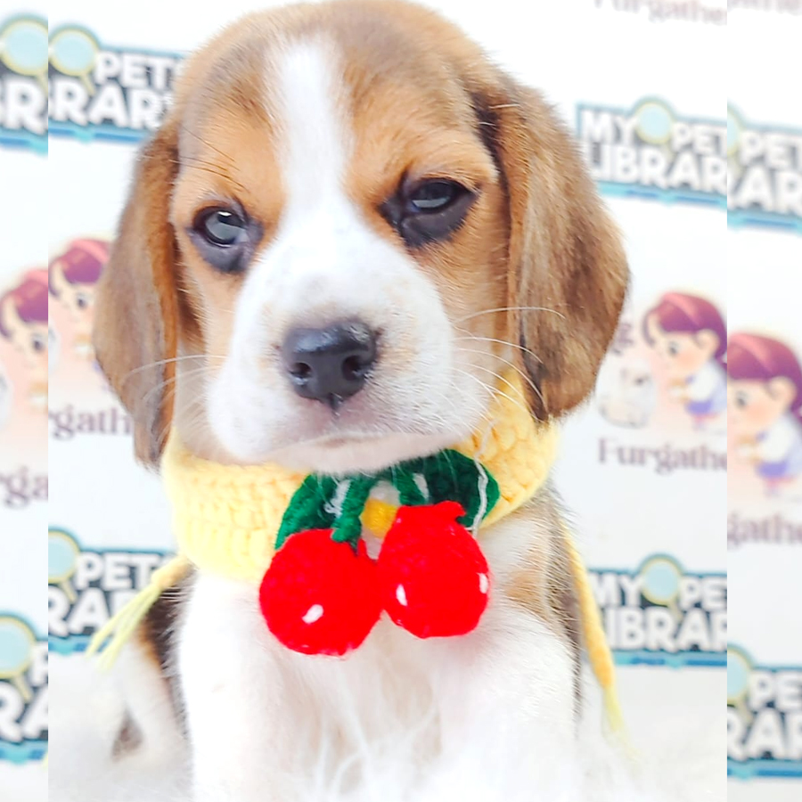 Beagle Puppy (Male) For Sale