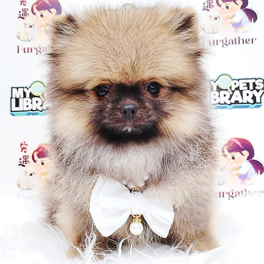 Tiny Pomeranian Puppy (Male) For Sale