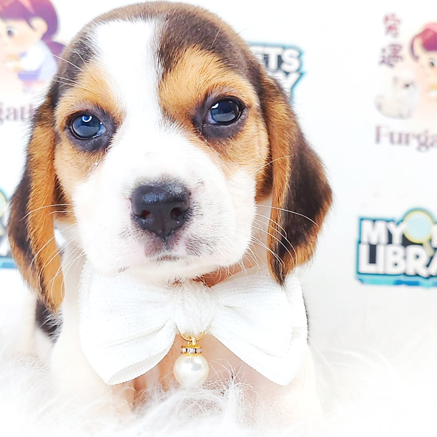 Beagle Puppy (Female) For Sale