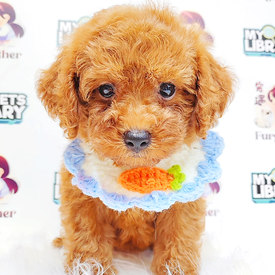 Poodle Puppy (Female) For Sale
