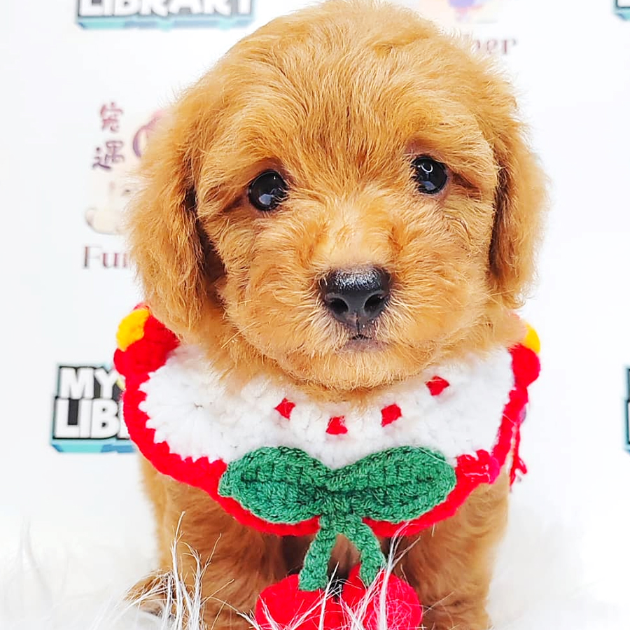 Poodle Puppy (Male) For Sale