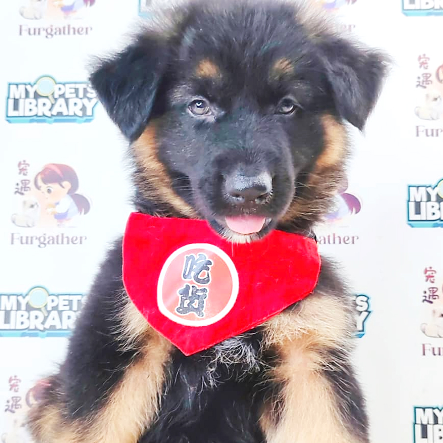 German Shepherd Puppy (Male) For Sale