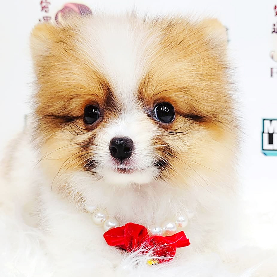 Tiny Pomeranian Puppy (Male) For Sale