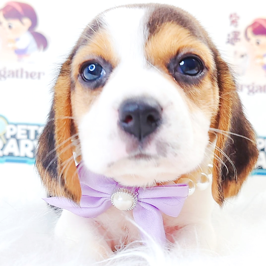 Beagle Puppy (Female) For Sale