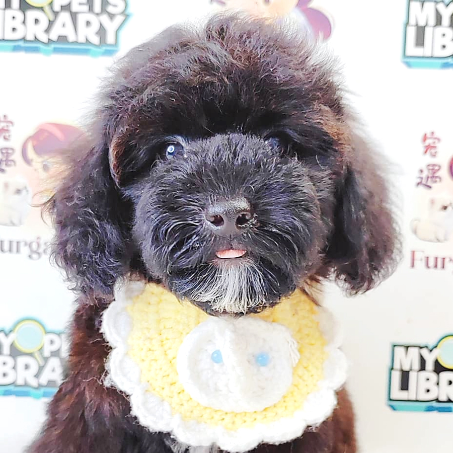 Poodle Puppy (Female) For Sale