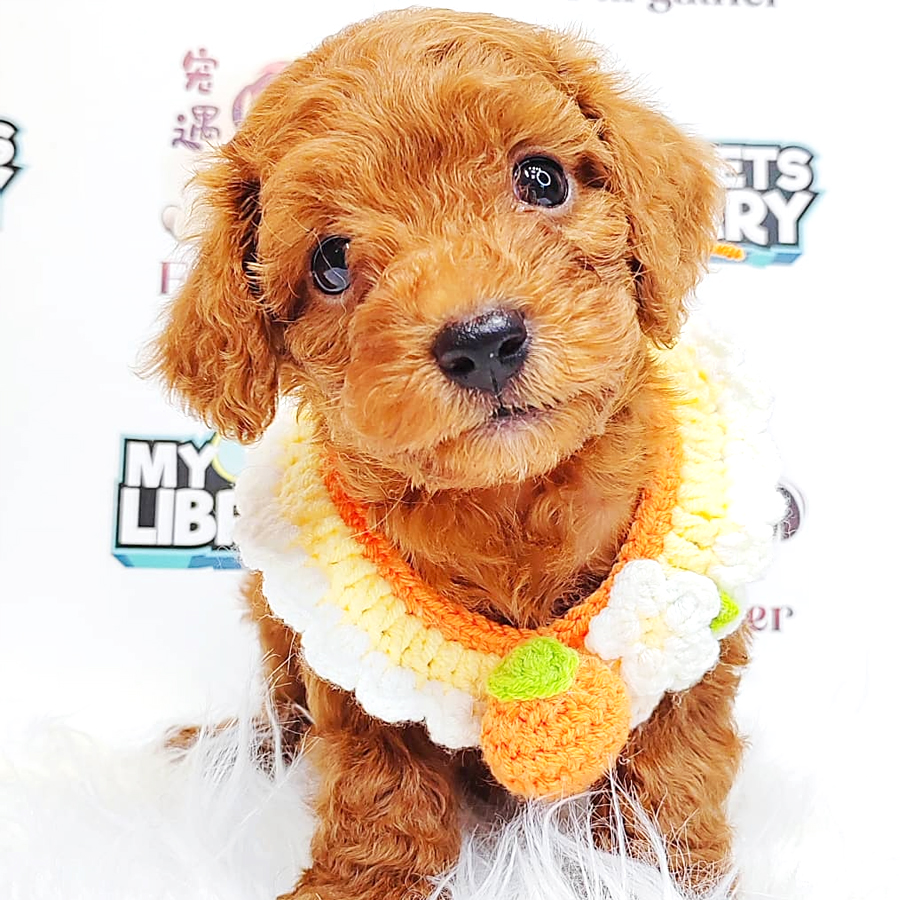 Poodle Puppy (Male) For Sale