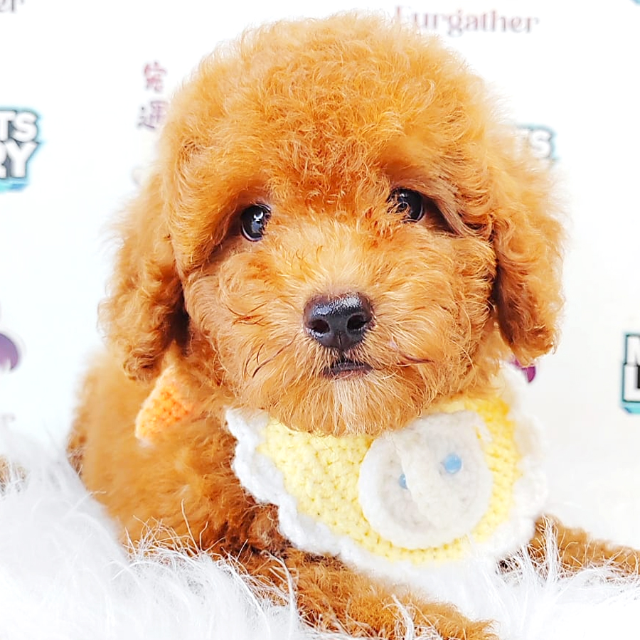 Poodle Puppy (Male) For Sale
