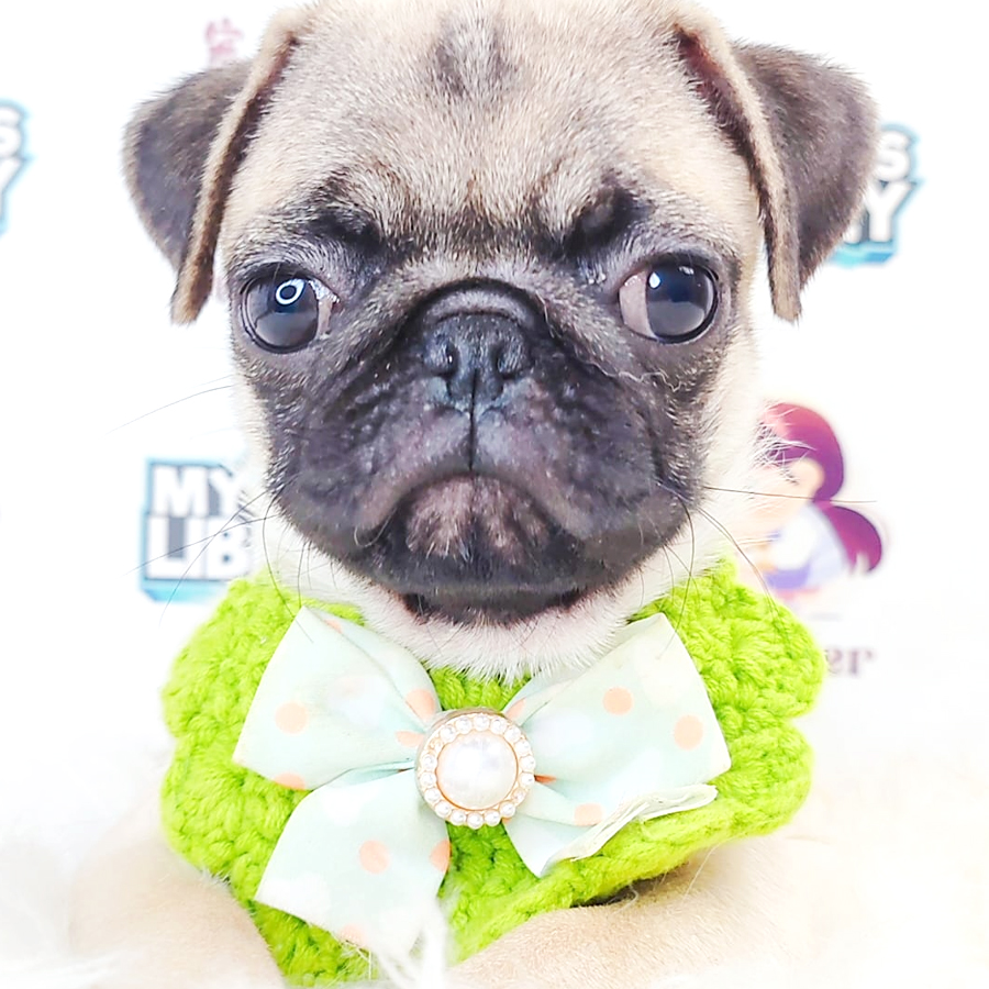 Pug Puppy (Male) For Sale