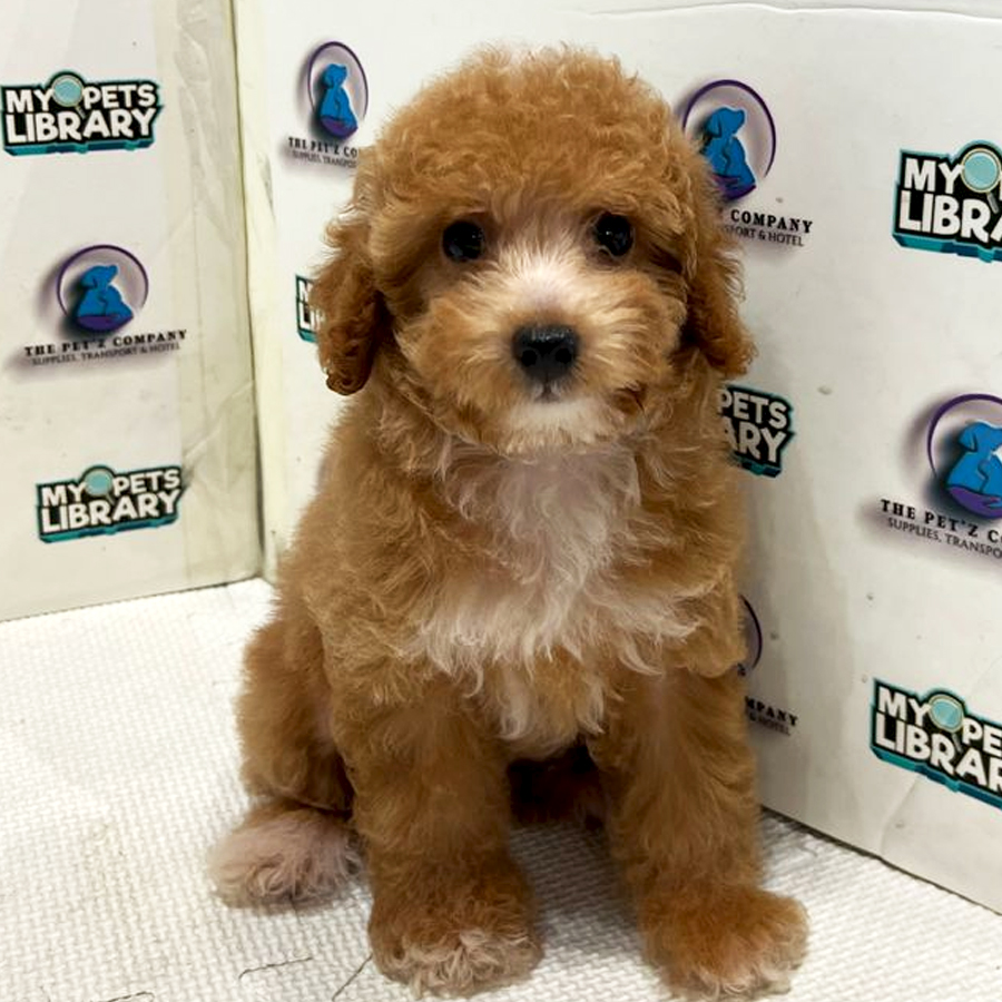 Poodle Puppy (Female) For Sale