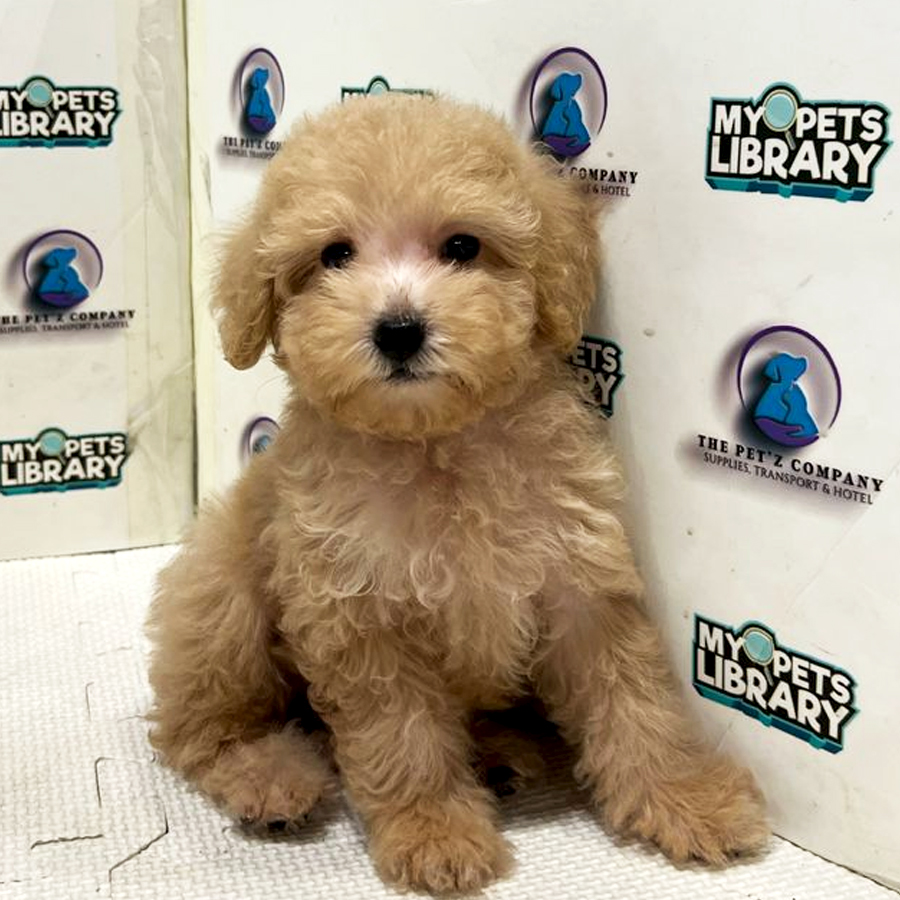 Poodle Puppy (Male) For Sale