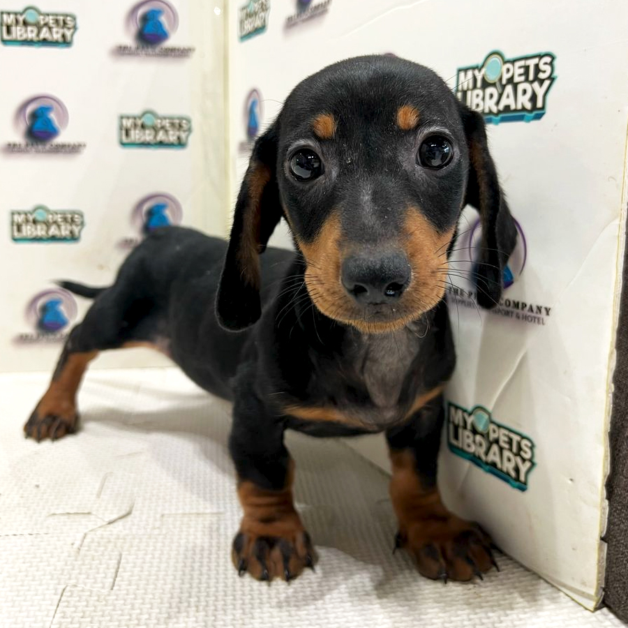Dachshund Puppy (Male) For Sale