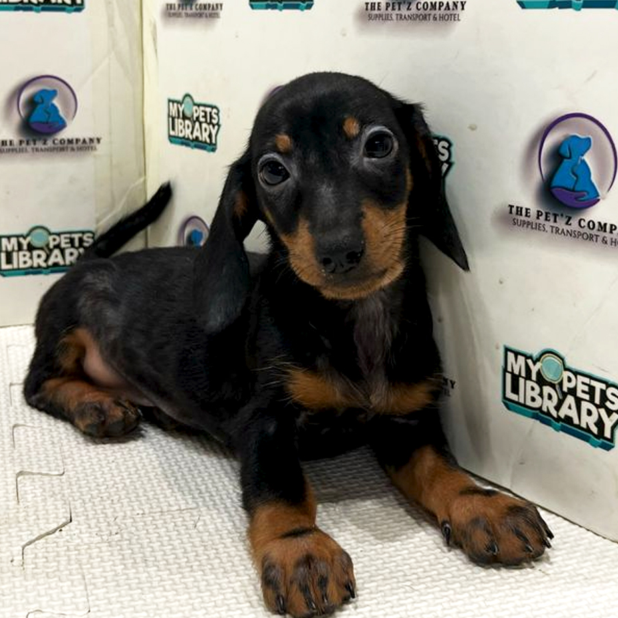 Dachshund Puppy (Female) For Sale