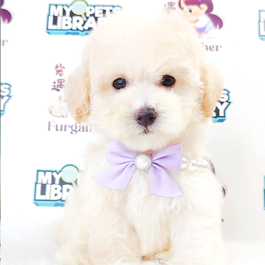 Maltipoo (Female) For Sale