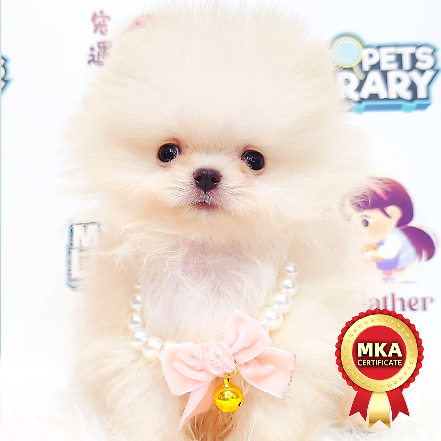 MKA Tiny Pomeranian (Male) For Sale