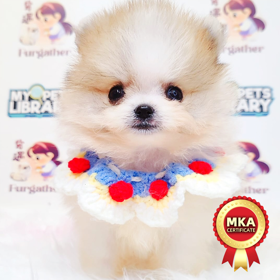 MKA Tiny Pomeranian (Male) For Sale