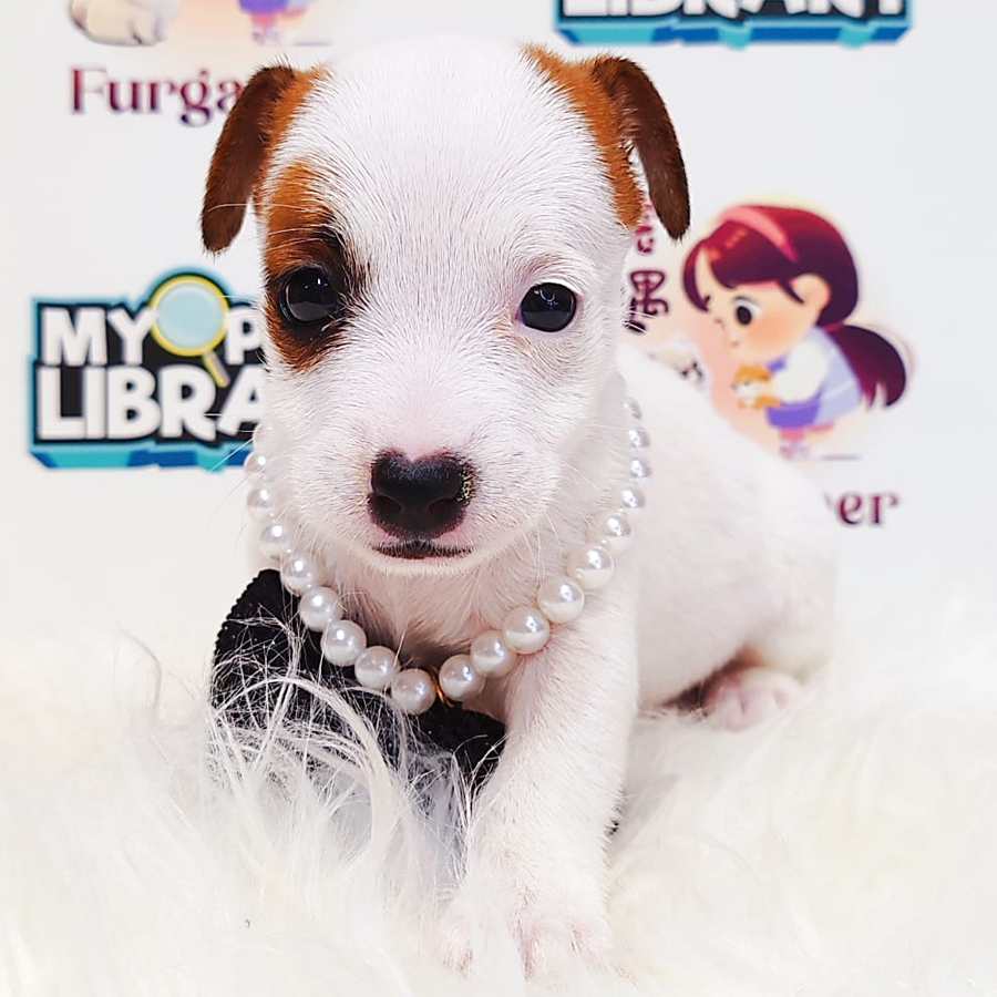 Jack Russell Terrier (Female) For Sale
