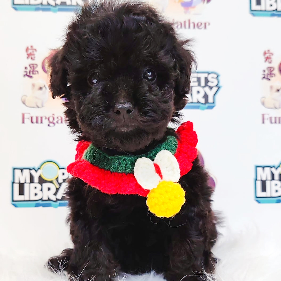 Poodle (Female) For Sale