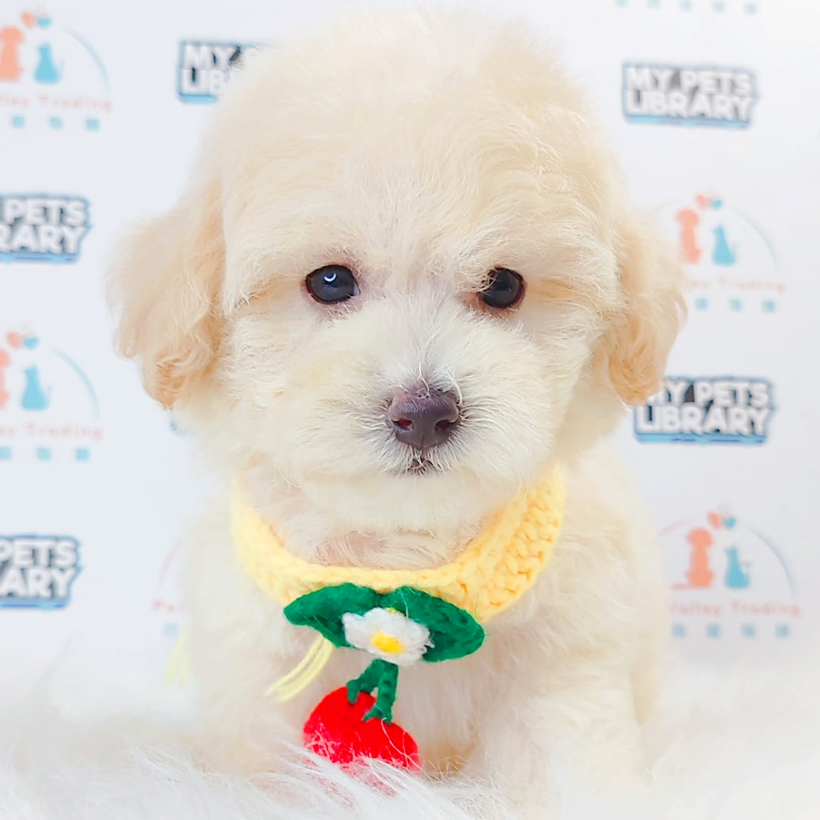 Maltipoo Puppy (Female) For Sale