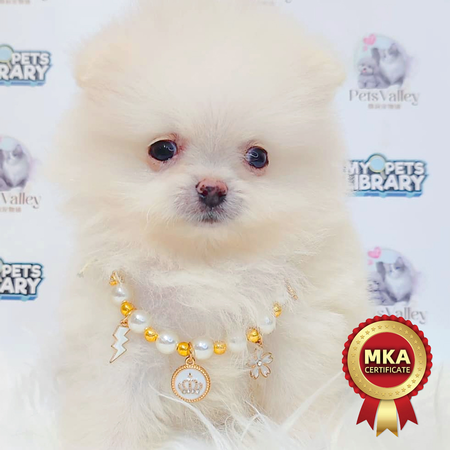 MKA Super Tiny Pomeranian Puppy (Male) For Sale