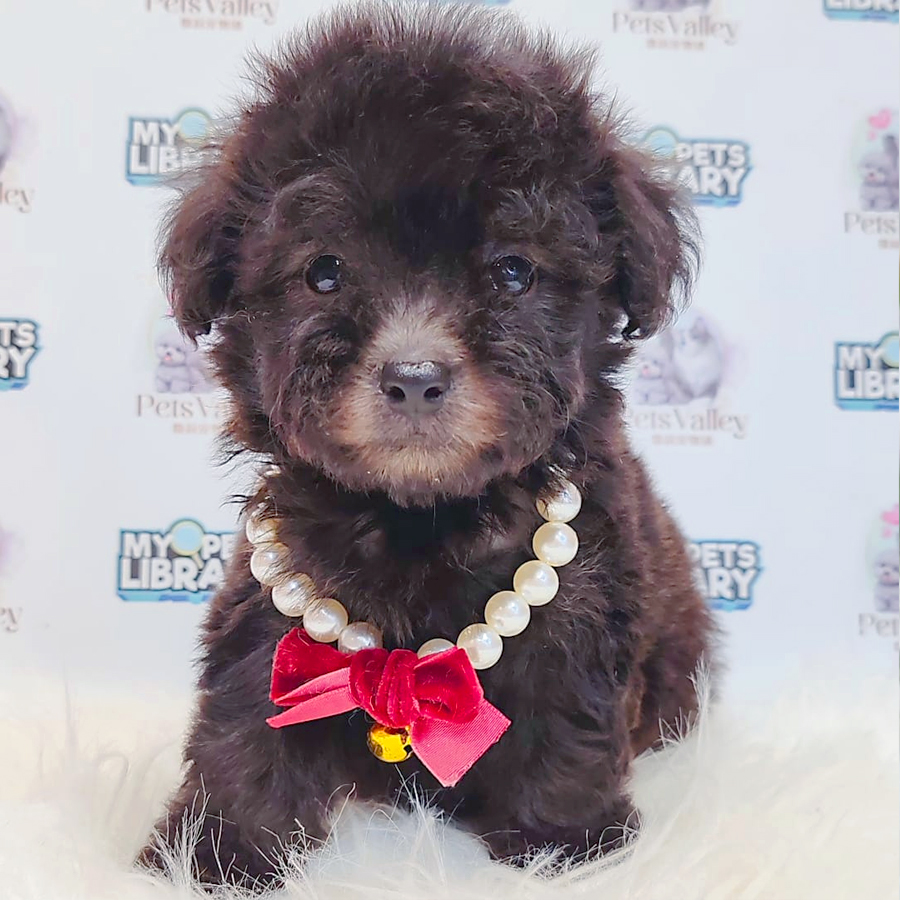 Tiny Poodle Puppy (Female) For Sale