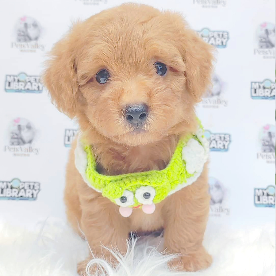 Toy Poodle Puppy (Male) For Sale