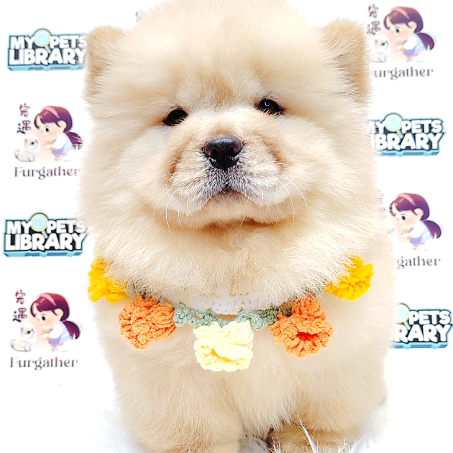 Chow Chow (Male) For Sale