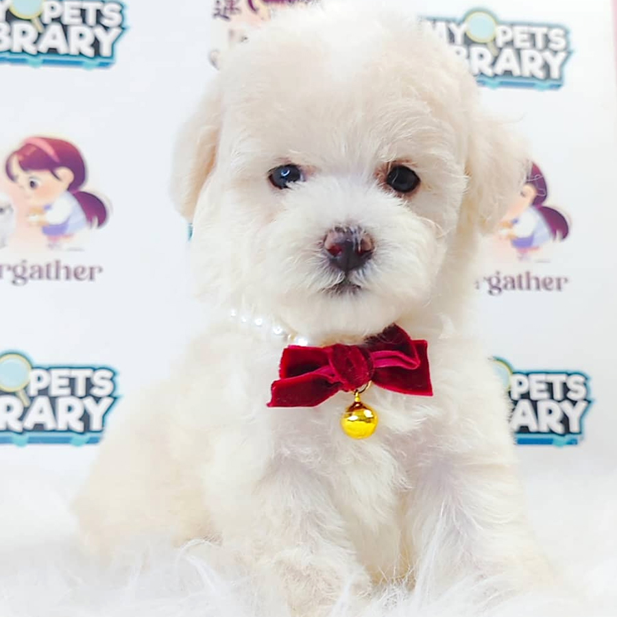 Maltipoo (Male) For Sale