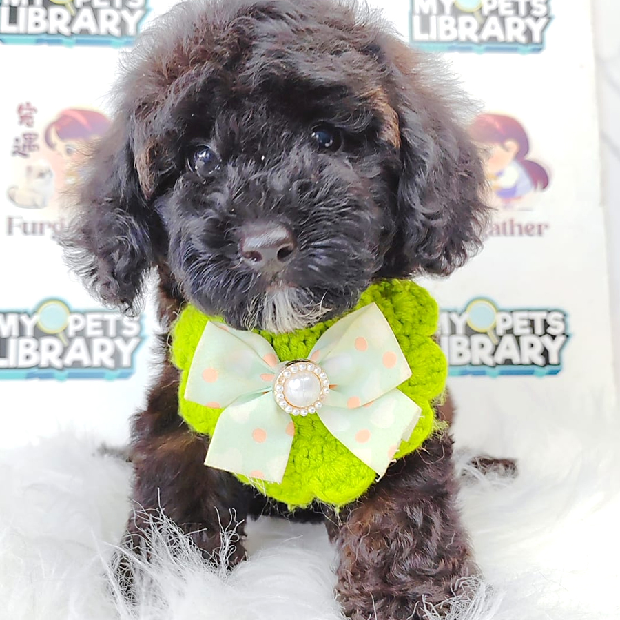 Poodle (Female) For Sale