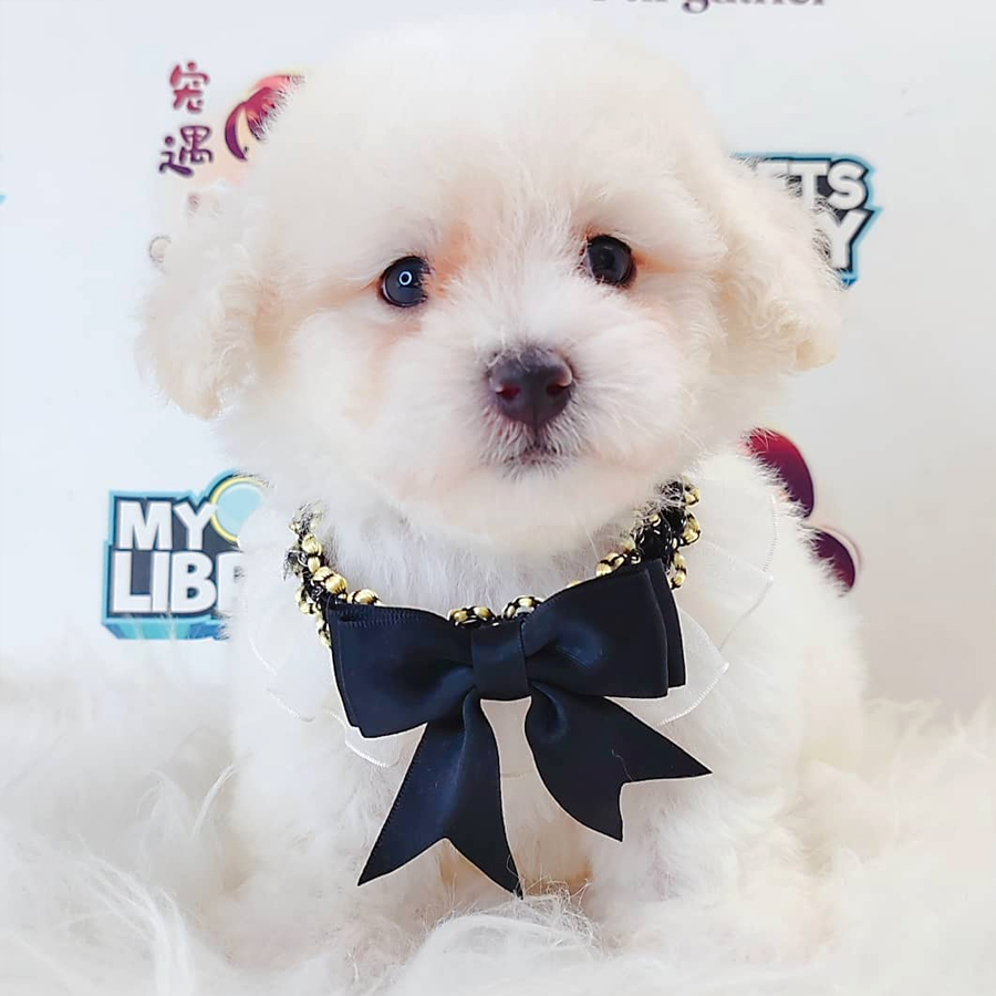 Tiny Poodle (Female) For Sale
