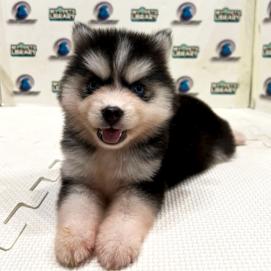 Pomsky Puppy (Female) For Sale