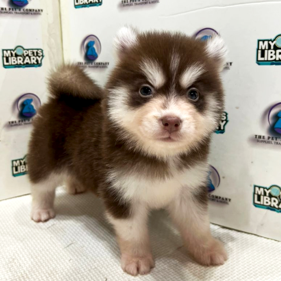 Pomsky Puppy (Female) For Sale
