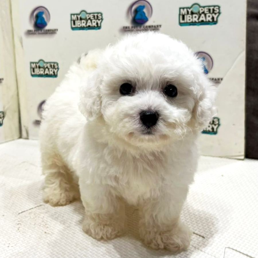 Bichon Puppy (Female) For Sale
