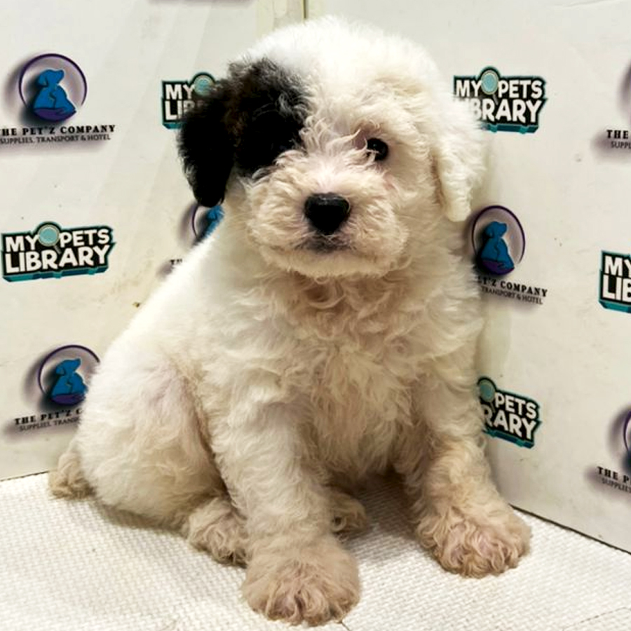 Poodle Puppy (Male) For Sale