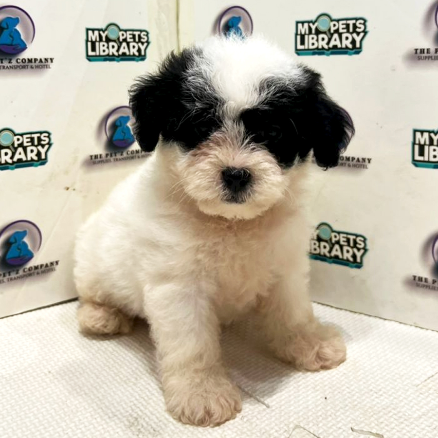 Poodle Puppy (Female) For Sale