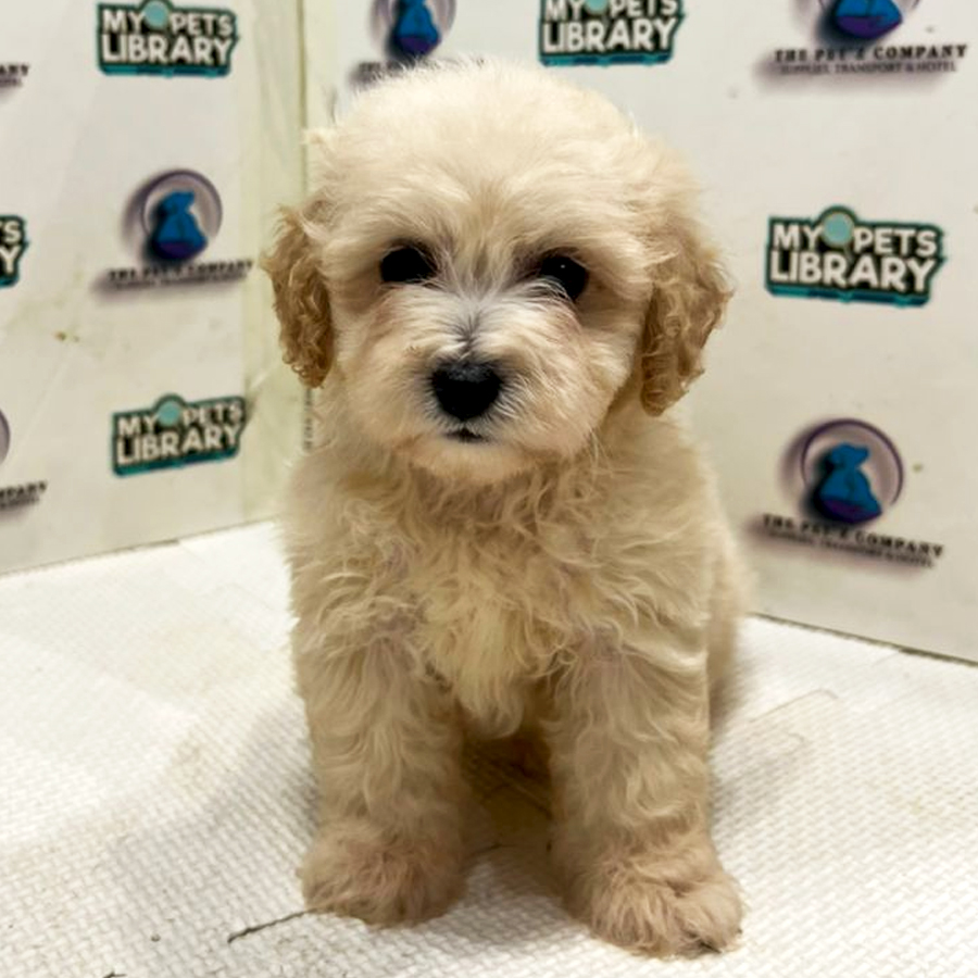 Poodle Puppy (Female) For Sale