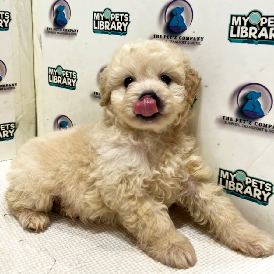 Poodle Puppy (Male) For Sale