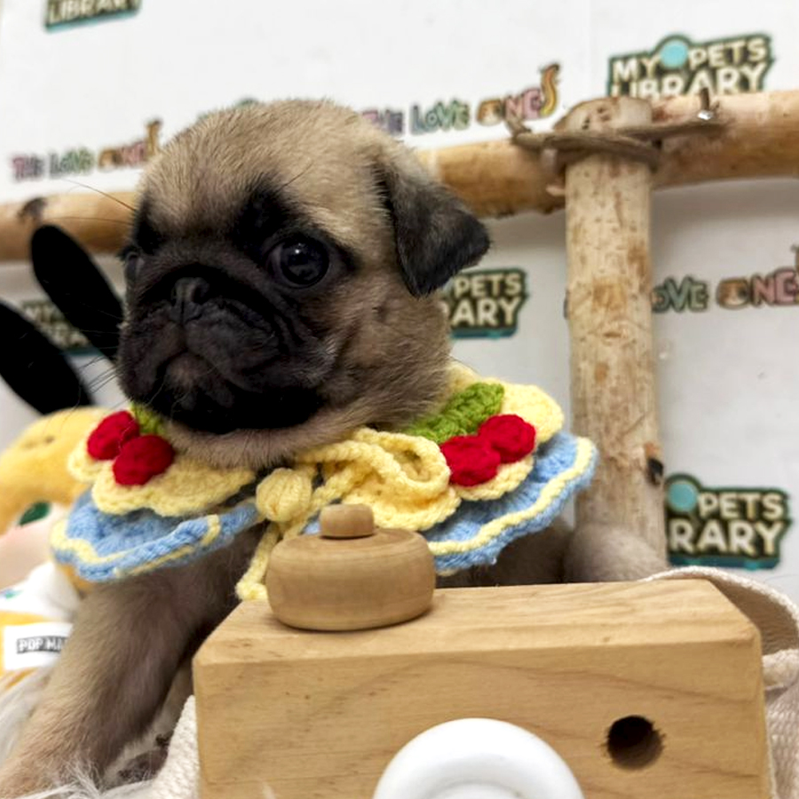 Pug Puppy (Female) For Sale