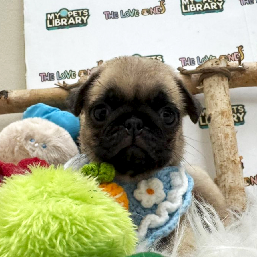 Pug Puppy (Female) For Sale