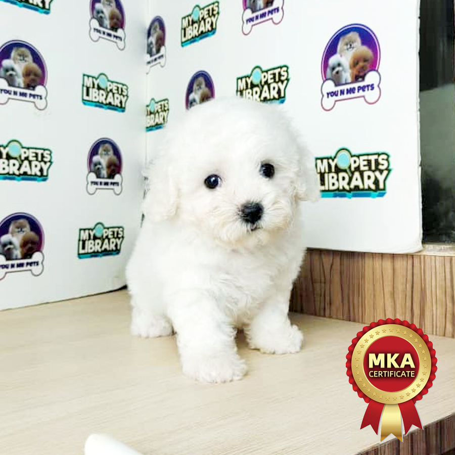 MKA Tiny Bichon Frise Puppy (Female) For Sale