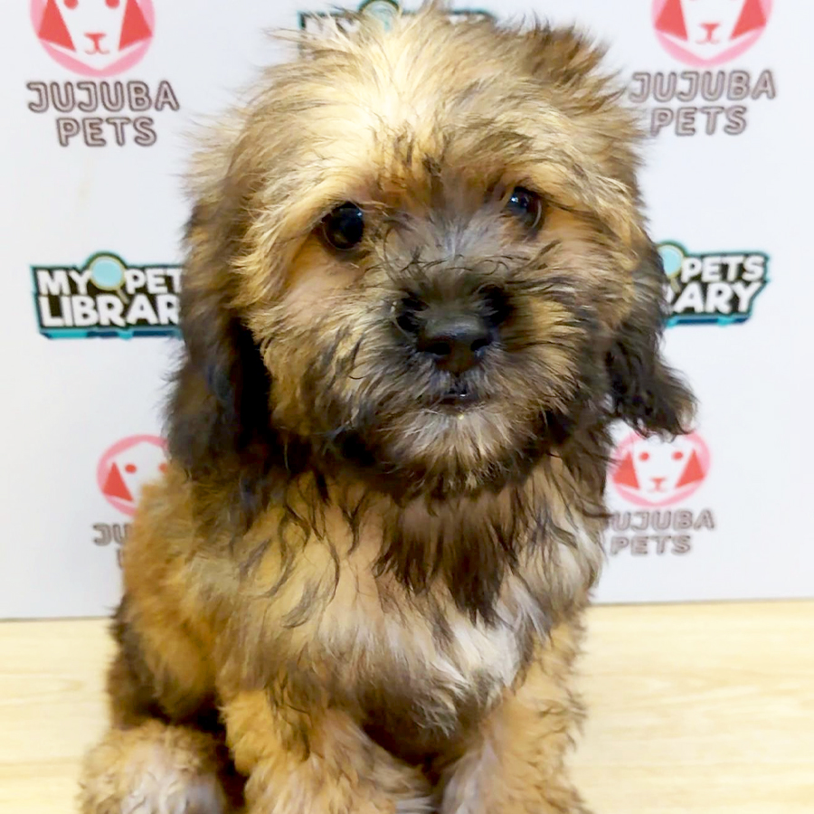 Shihpoo Puppy (Male) For Sale