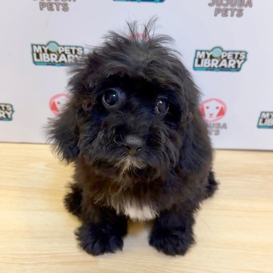 Shihpoo Puppy (Male) For Sale