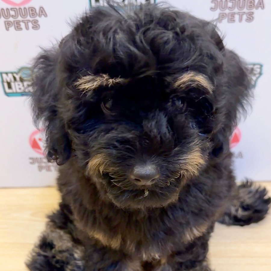 Toy Poodle Puppy (Male) For Sale