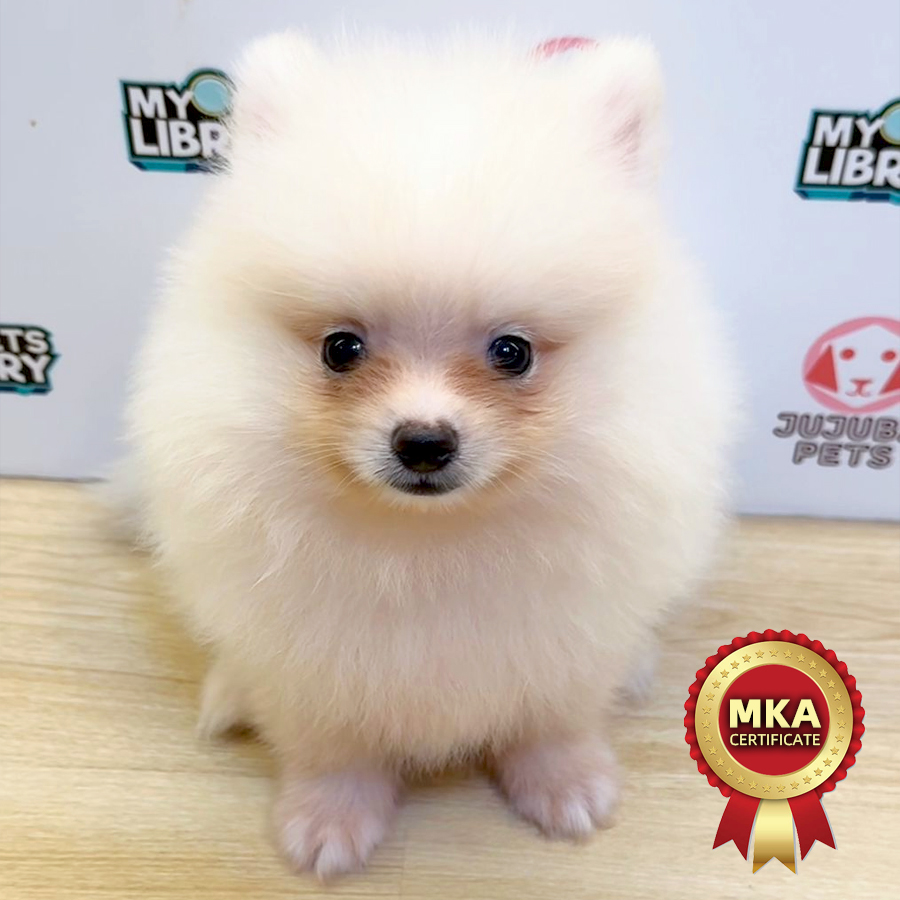 MKA Pomeranian Puppy (Male) For Sale