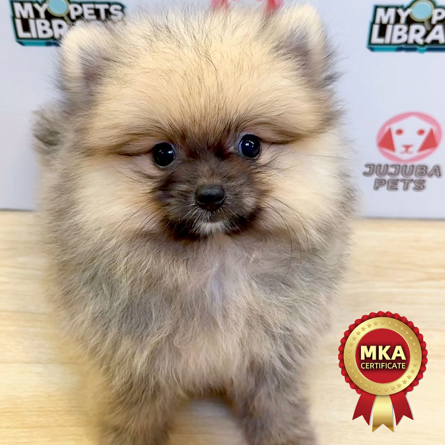 MKA Pomeranian Puppy (Female) For Sale
