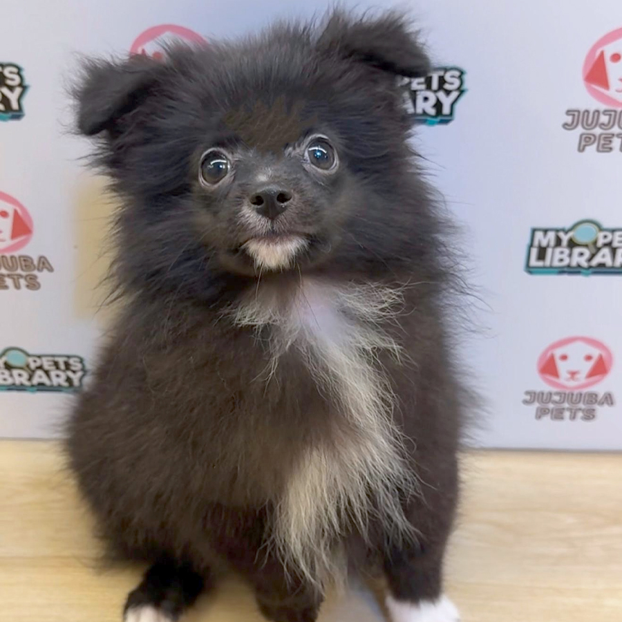 Pomeranian Puppy (Male) For Sale